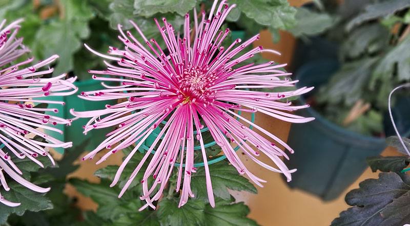 大菊 六歌 (圖片3)