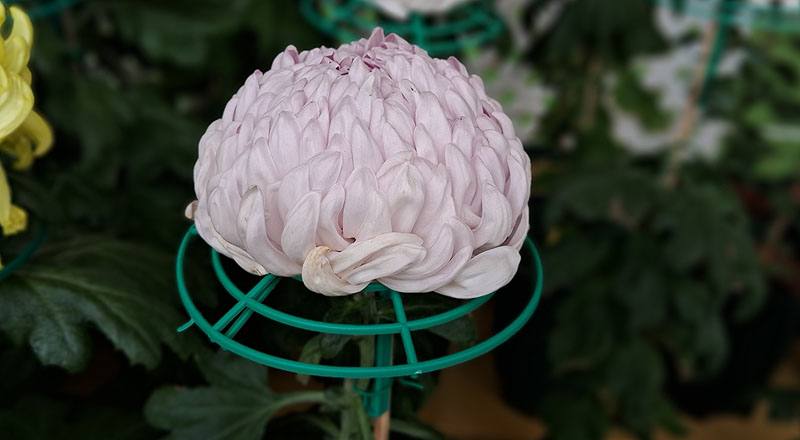 大菊 太平美夢 實拍圖片3