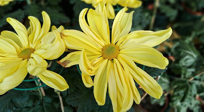 大菊 月見之宴 (圖片4)