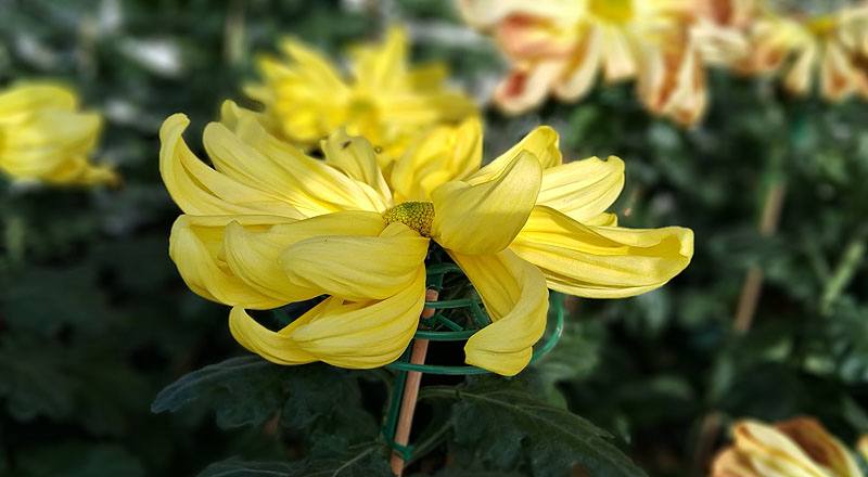 大菊 月見之宴 (圖片8)