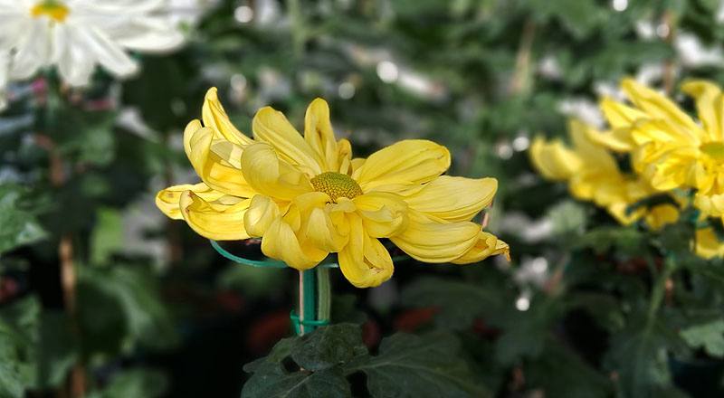 大菊 月見之宴 (圖片7)