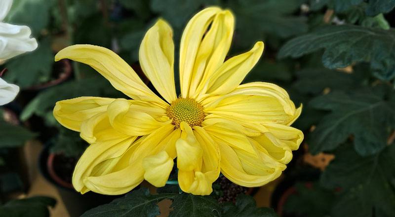 大菊 月見之宴 (圖片6)