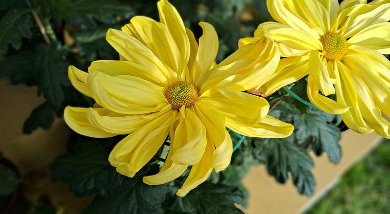 大菊 月見之宴 (圖片5)