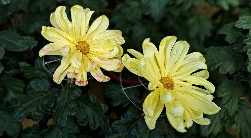 大菊 月見之宴 (圖片3)