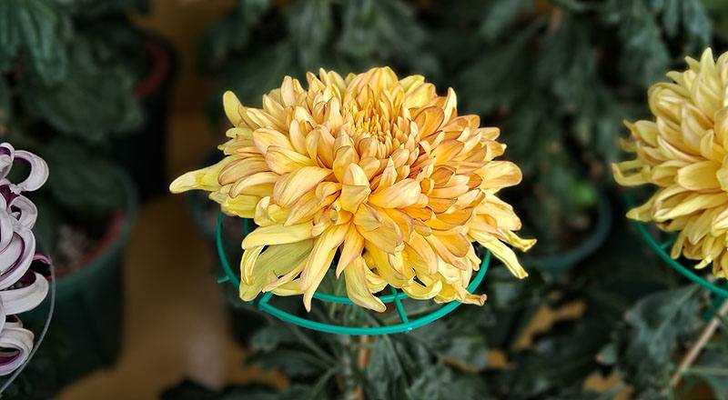 大菊 玉殿紅葉 (圖片3)