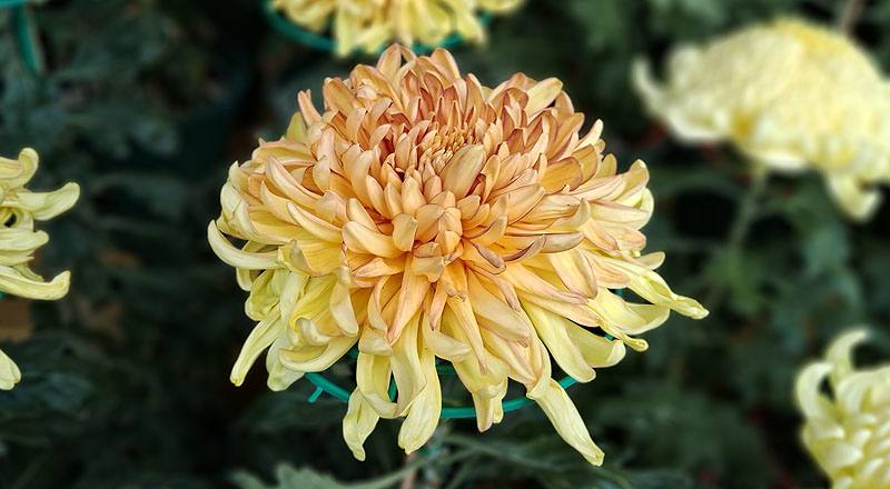 大菊 玉殿紅葉 (圖片1)