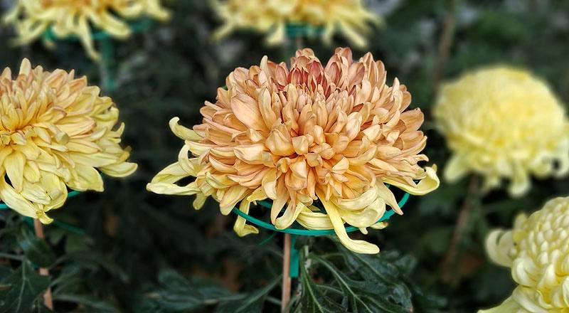 大菊 玉殿紅葉 (圖片5)