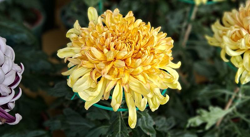 大菊 玉殿紅葉 (圖片2)