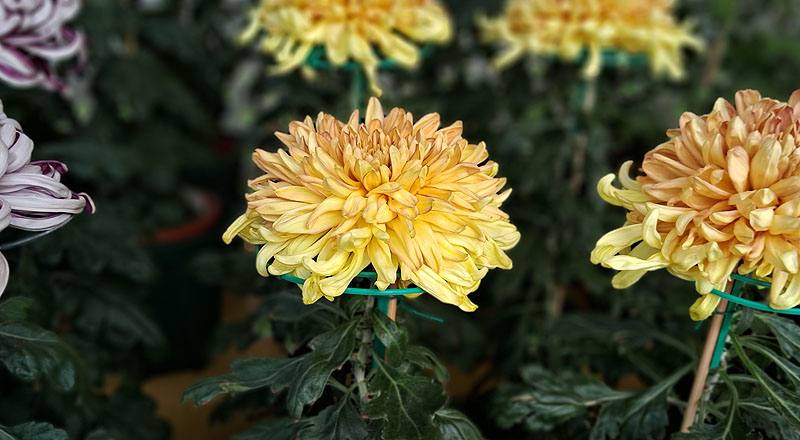 大菊 玉殿紅葉 (圖片4)