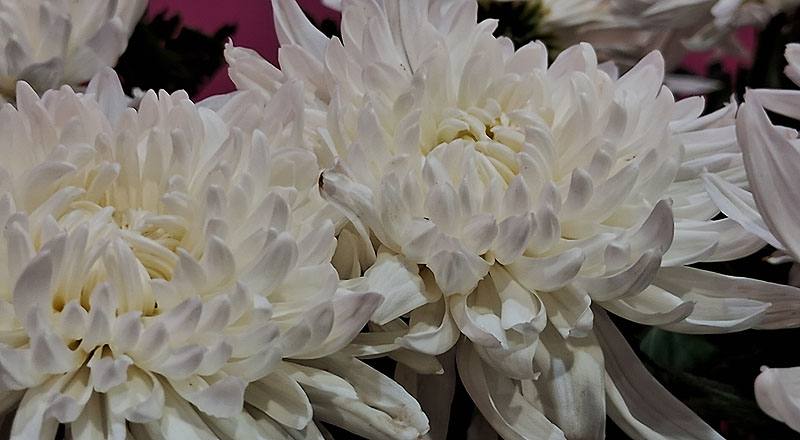 大菊 白獒獅 (圖片5)