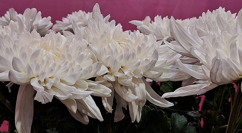 大菊 白獒獅 (圖片3)