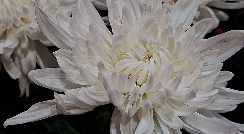 大菊 白獒獅 (圖片4)