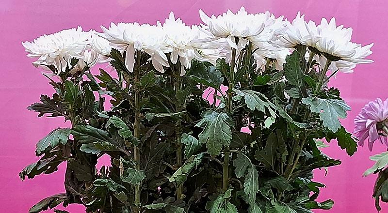 大菊 白獒獅 (圖片1)