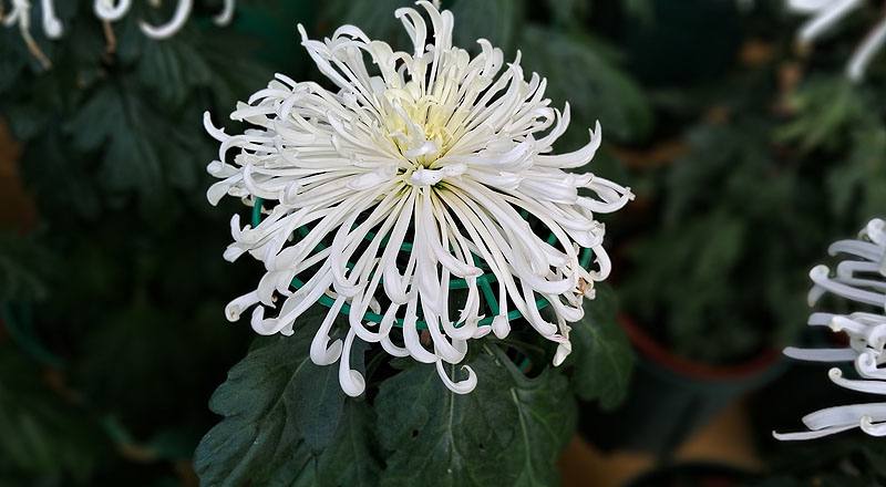 大菊 白鶴 (圖片1)