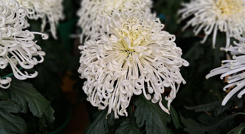 大菊 白鶴 (圖片4)