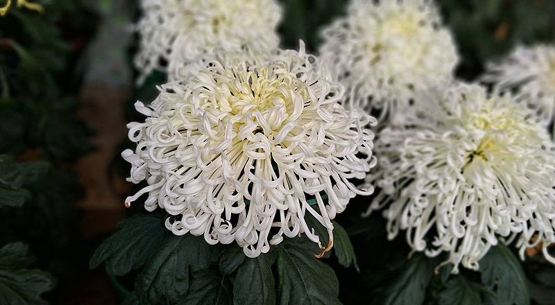 大菊 白鶴 (圖片3)