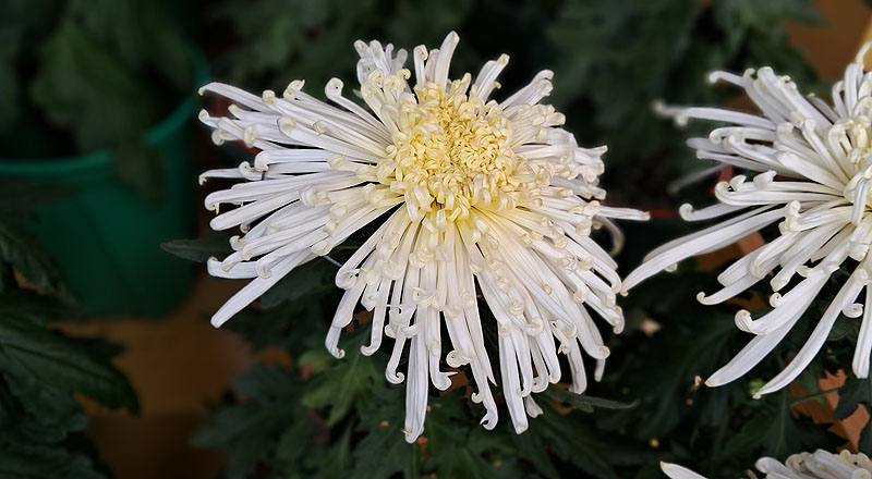 大菊 灰鶴銜珠 (圖片3)