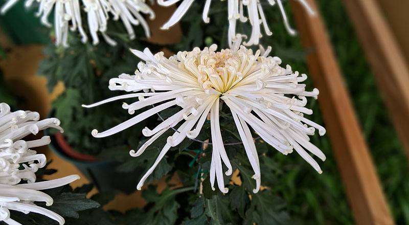 大菊 灰鶴銜珠 (圖片2)