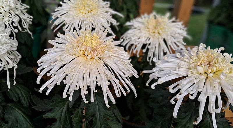 大菊 灰鶴銜珠 (圖片4)