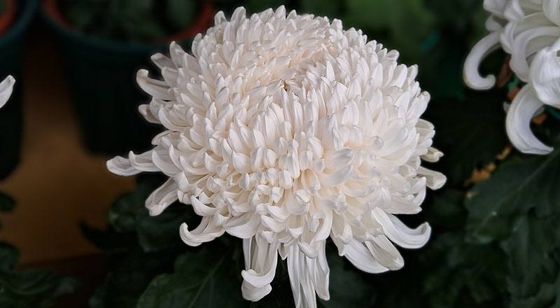 大菊 岸之櫻川 (圖片4)