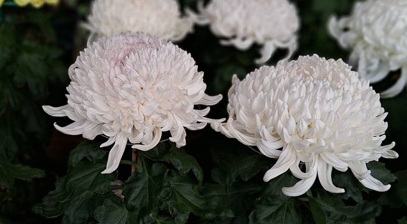 大菊 岸之櫻川 (圖片5)