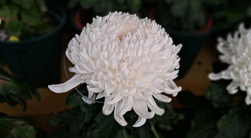 大菊 岸之櫻川 (圖片3)