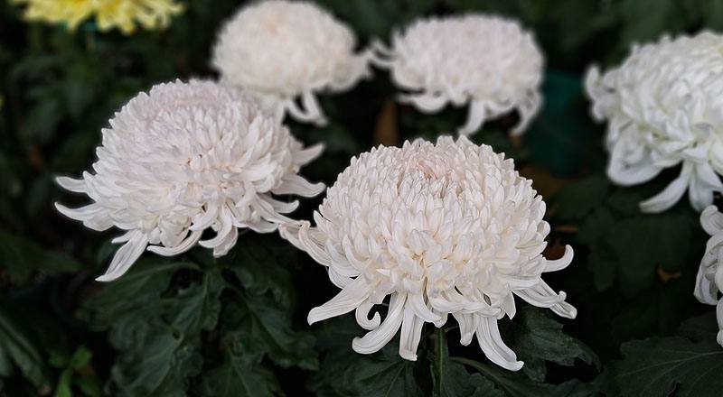 大菊 岸之櫻川 (圖片6)