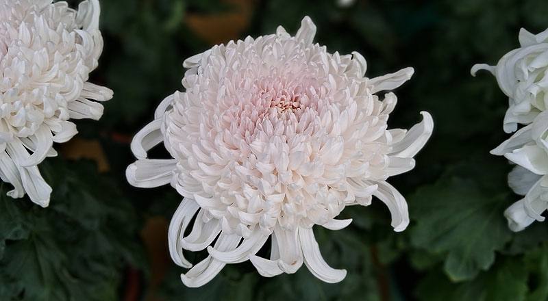 大菊 岸之櫻川 (圖片1)