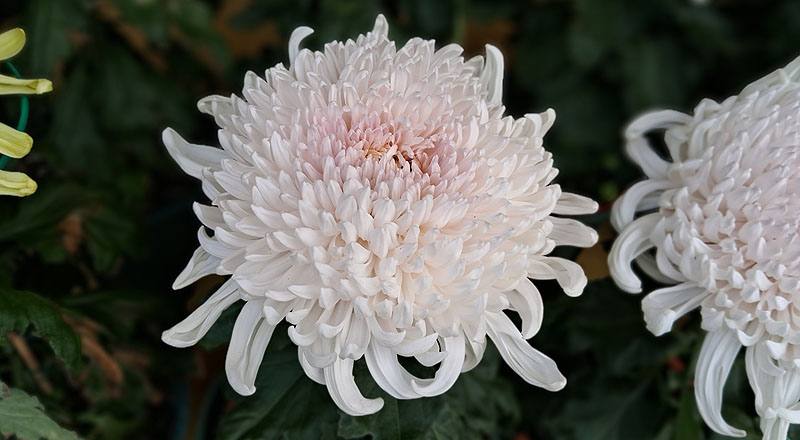 大菊 岸之櫻川 (圖片2)