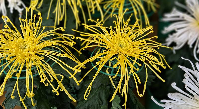 大菊 岸邊秋玲 (圖片2)