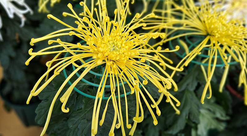 大菊 岸邊秋玲 (圖片1)