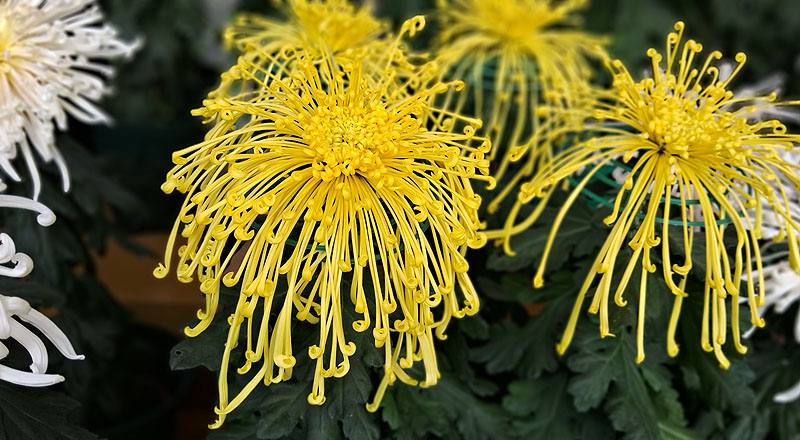 大菊 岸邊秋玲 (圖片4)