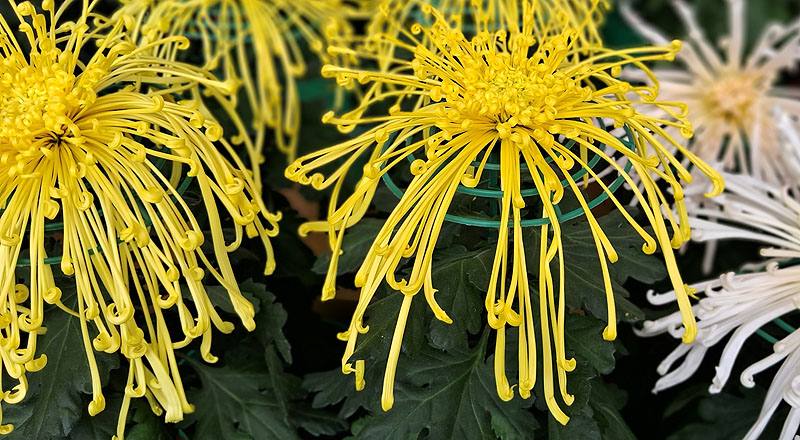 大菊 岸邊秋玲 (圖片5)