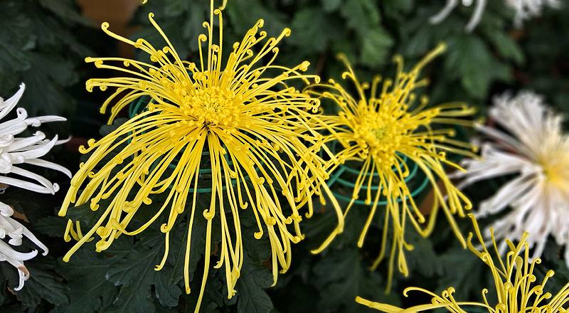 大菊 岸邊秋玲 (圖片3)