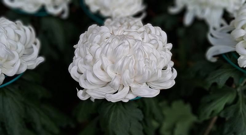 大菊 東海得月 (圖片1)