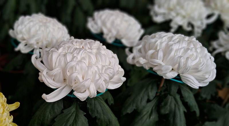 大菊 東海得月 (圖片4)