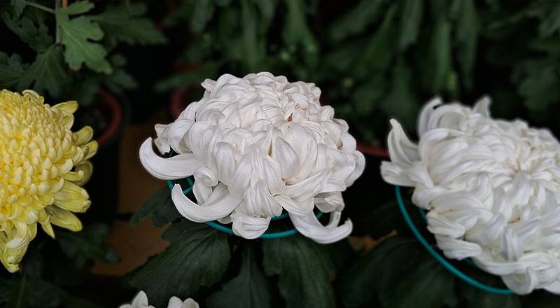 大菊 東海得月 (圖片3)