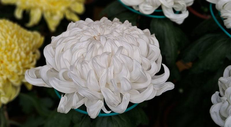 大菊 東海得月 (圖片2)