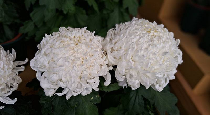 大菊 東海觀 (圖片3)