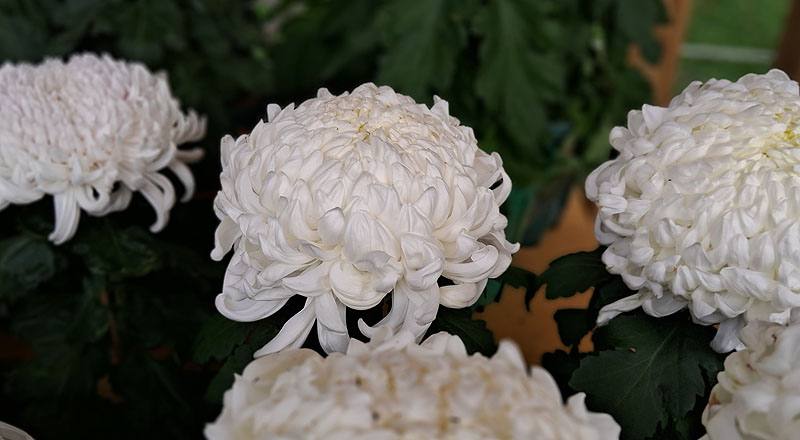 大菊 東海觀 (圖片5)