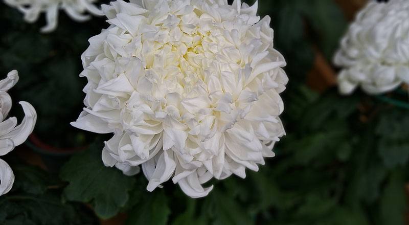 大菊 東海觀 (圖片1)