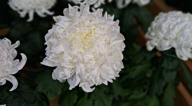 大菊 東海觀 (圖片2)