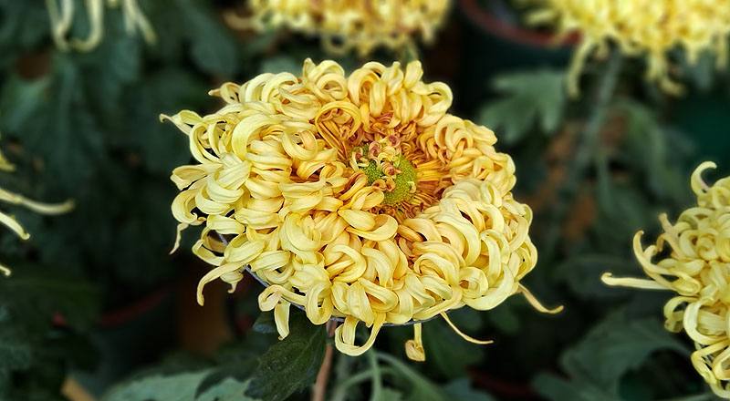 大菊 沽水流霞 (圖片1)