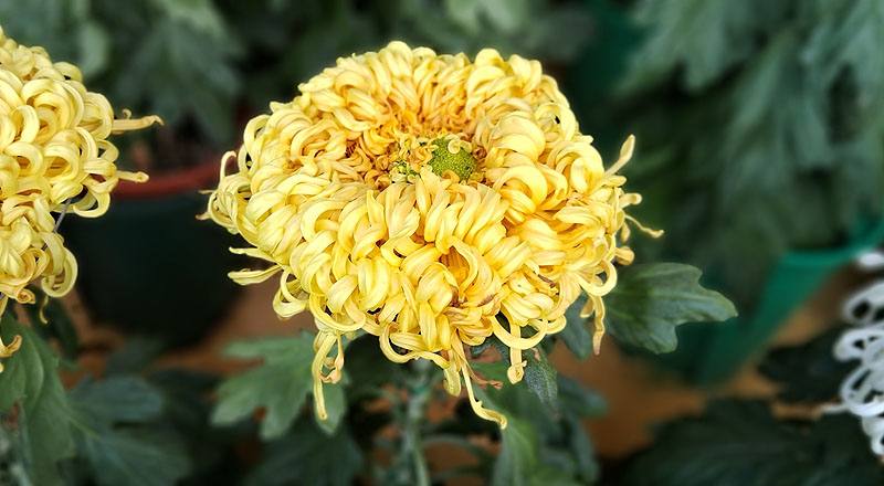 大菊 沽水流霞 (圖片2)