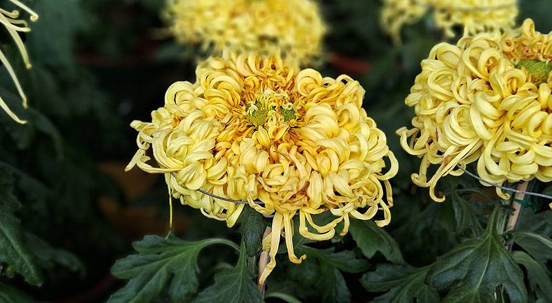 大菊 沽水流霞 (圖片3)