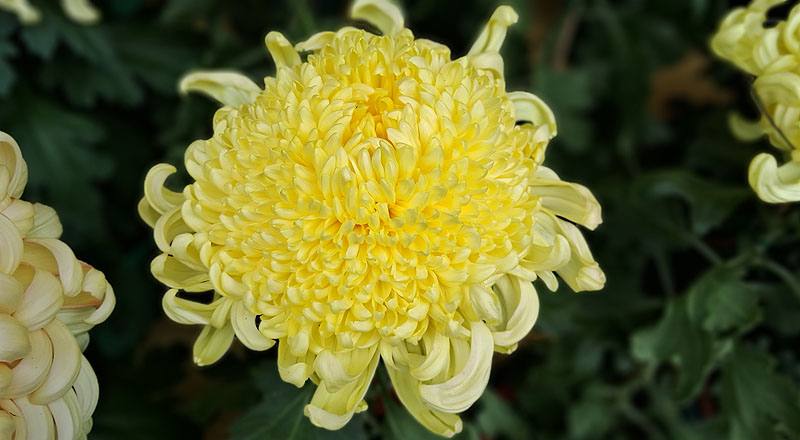 大菊 金山 (圖片1)