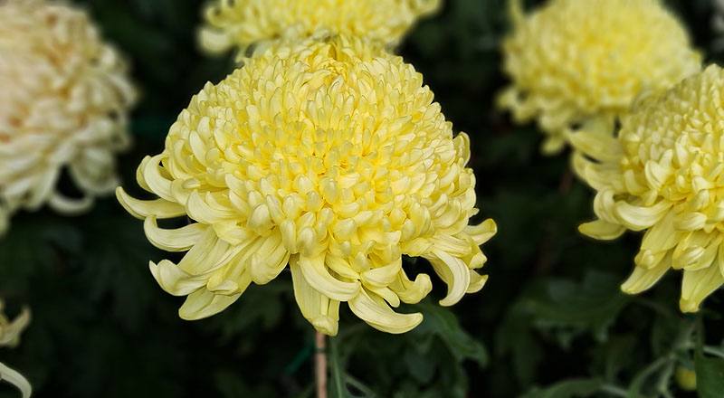 大菊 金山 (圖片4)