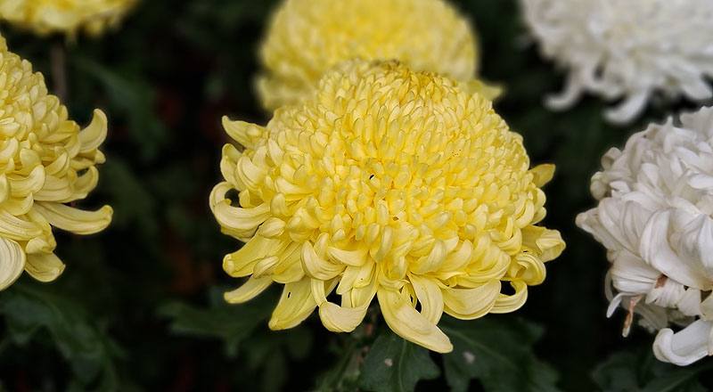 大菊 金山 (圖片3)