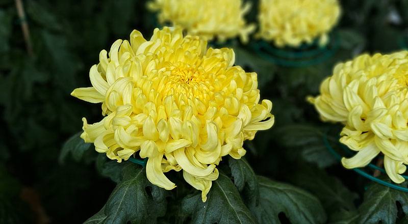 大菊 金山 (圖片8)