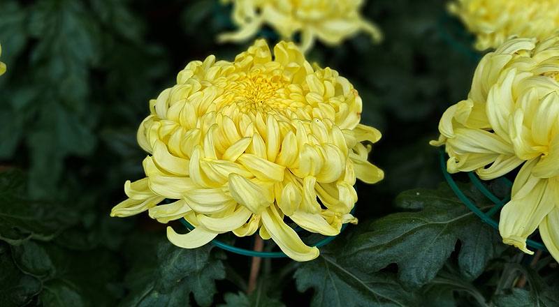 大菊 金山 (圖片5)